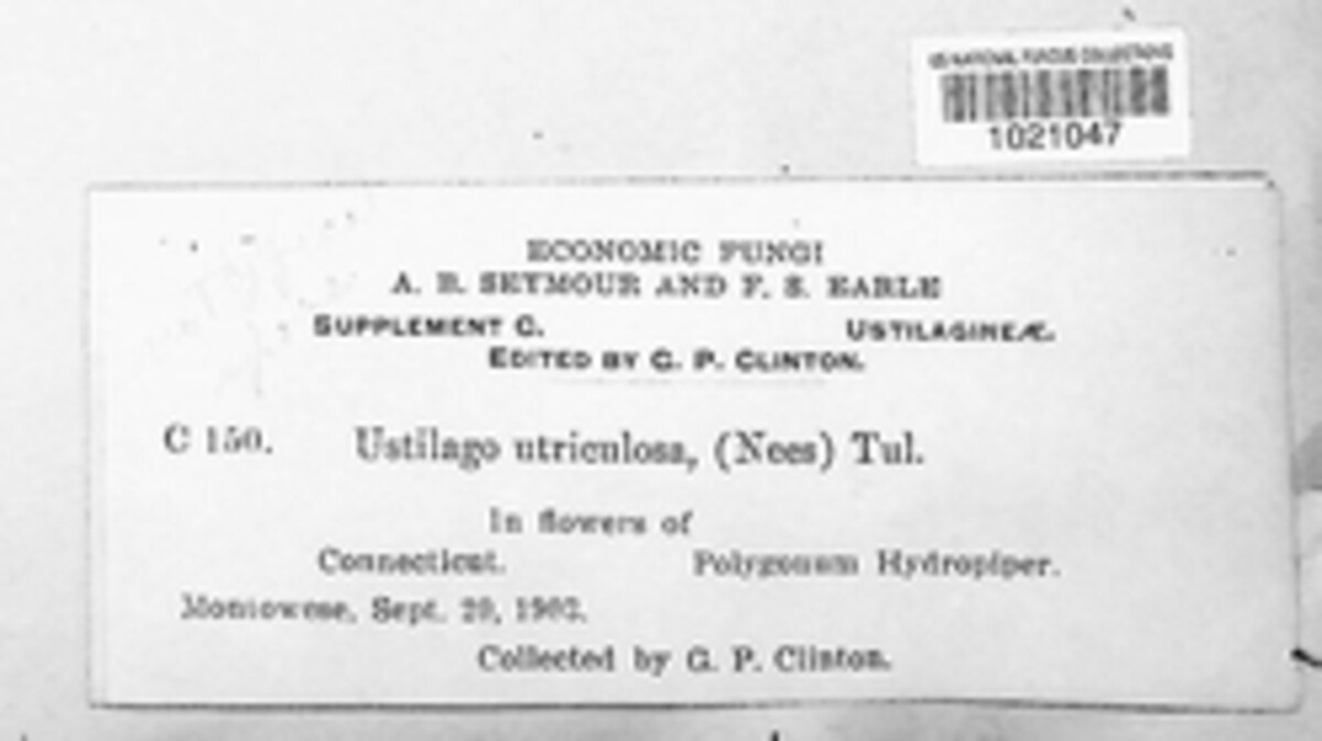 Ustilago utriculosa image